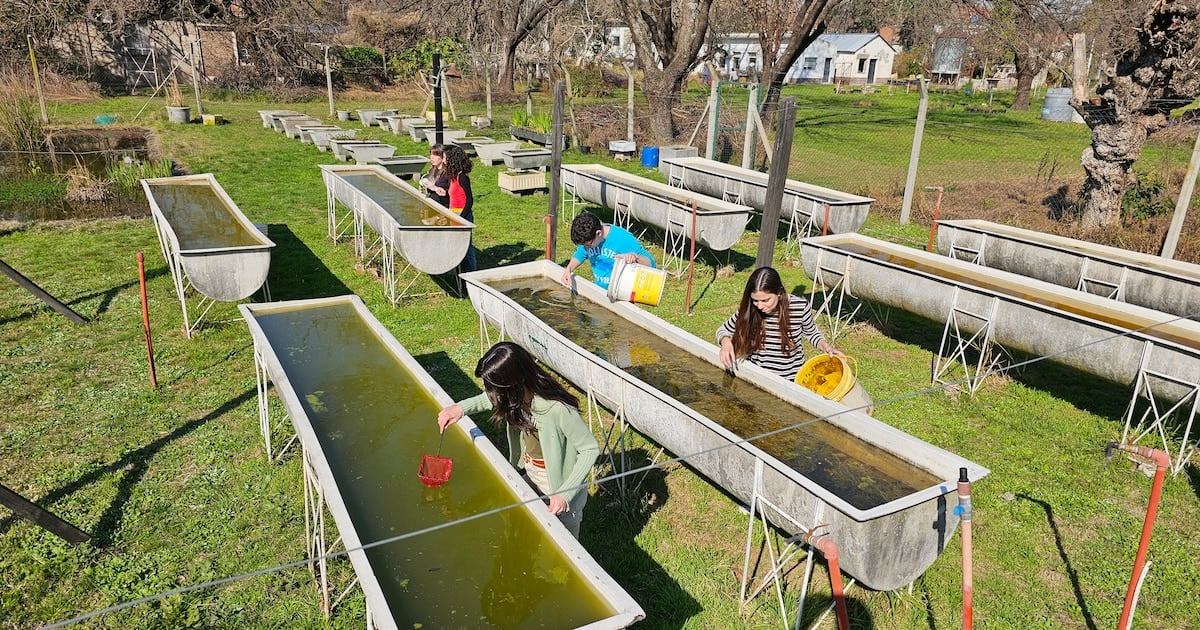 Madrecitas de agua al rescate: cómo dos peces nativos combaten el dengue desde los reservorios que nadie puede vaciar
