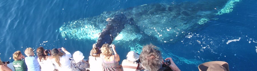 Ballenas jorobadas en el sur de Bahía: la temporada que cambia el calendario del litoral brasileño