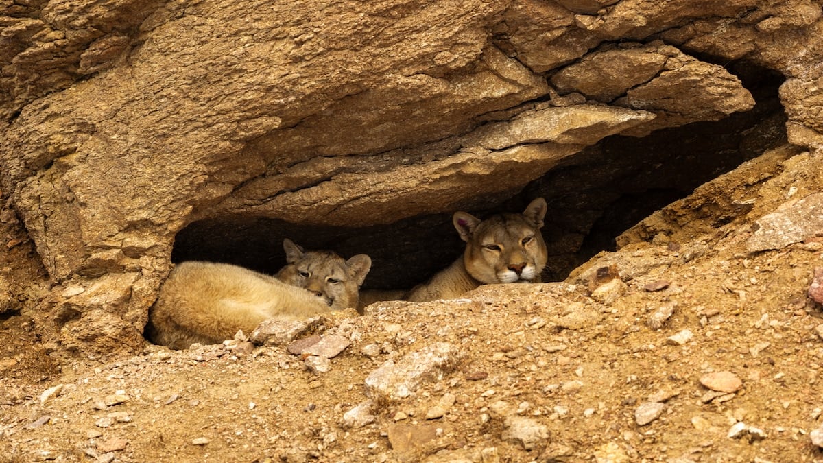 Rastrear al puma en la nieve: tres días de safari silencioso desde Perito Moreno