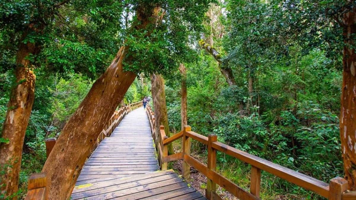 El bosque color canela que parece de otro planeta: caminá entre los arrayanes de Quetrihué