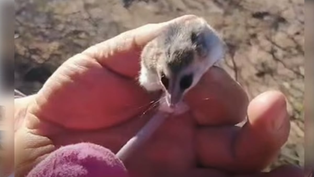 Una comadreja enana entre la leña y la decisión de un vecino que puede salvarle la vida