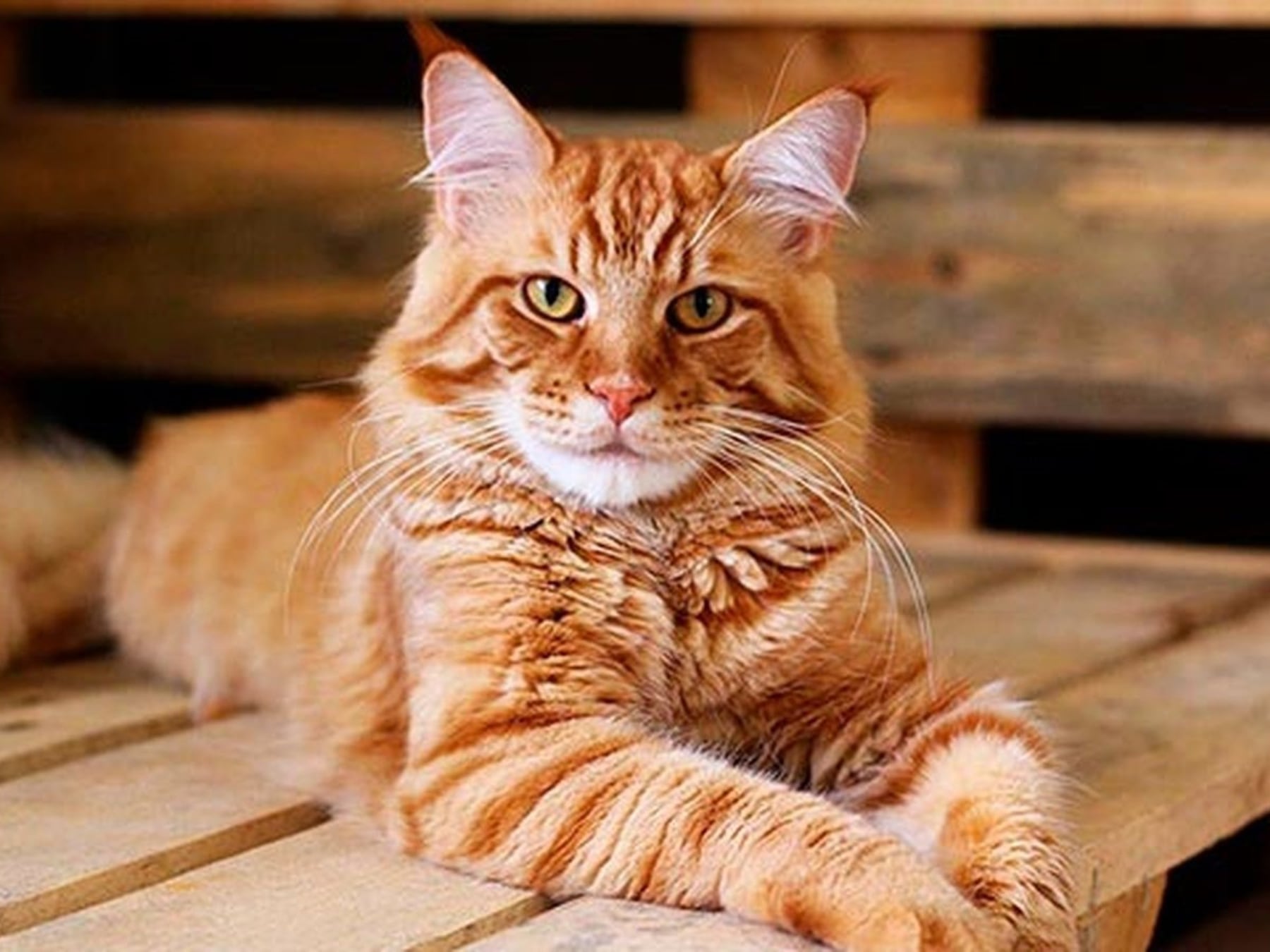 Los gatos ganan terreno en los hogares argentinos y se acercan a la mitad de quienes conviven con una mascota