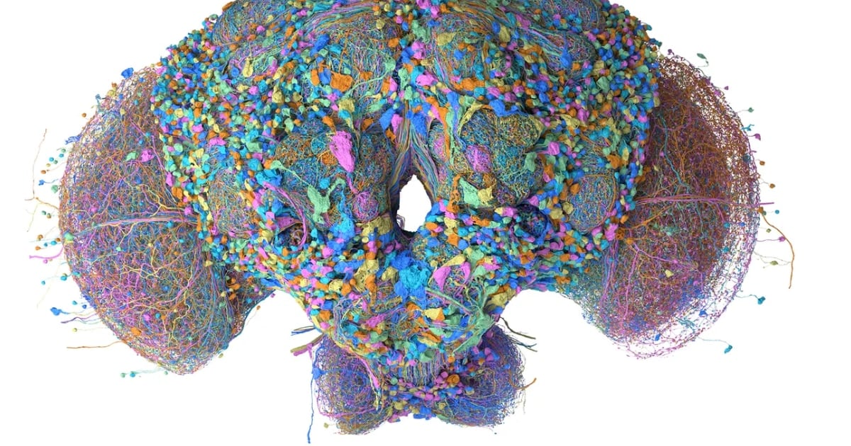 Le metieron el cerebro de un insecto a un videojuego y casi funciona: qué se sabe del experimento