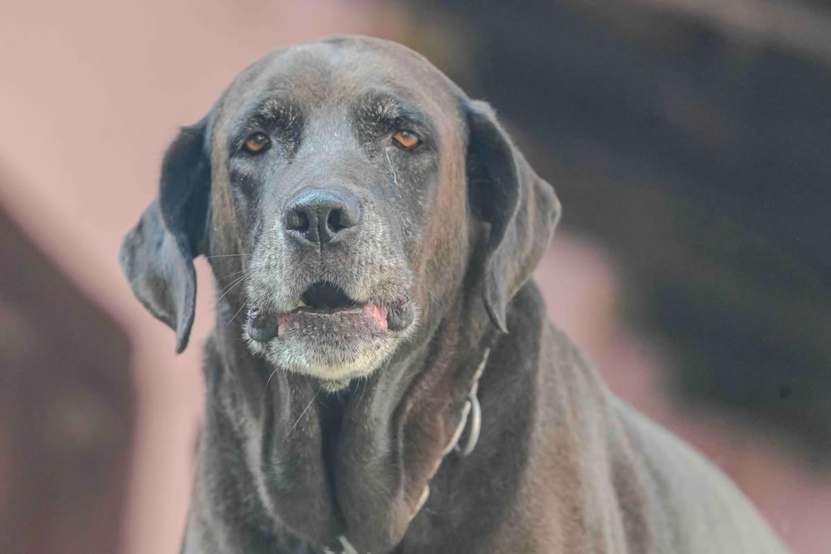 El Chaltén encarece el registro de mascotas: la inscripción ya cuesta 20 módulos y la patente anual, 15