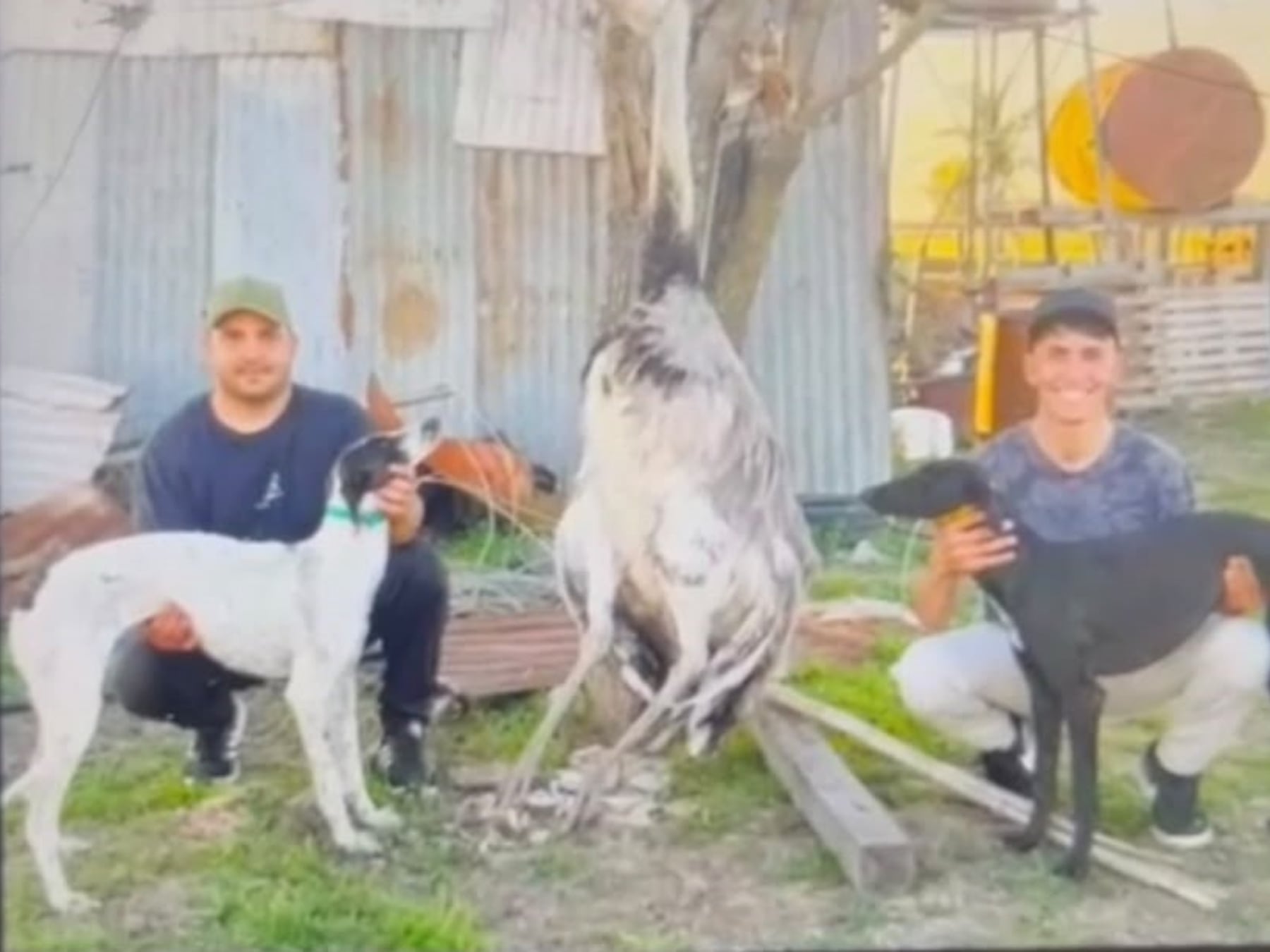 Pergamino: dos hombres acusados de cazar un ñandú con galgos y faenarlo en un campo ajeno