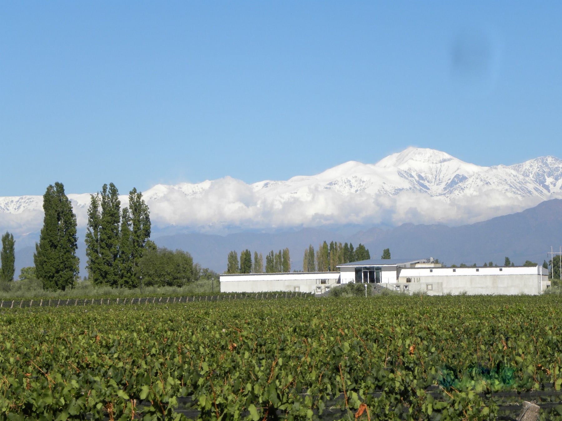 Chacras de Coria, el pueblo mendocino que ya no se atraviesa: se disfruta varios días