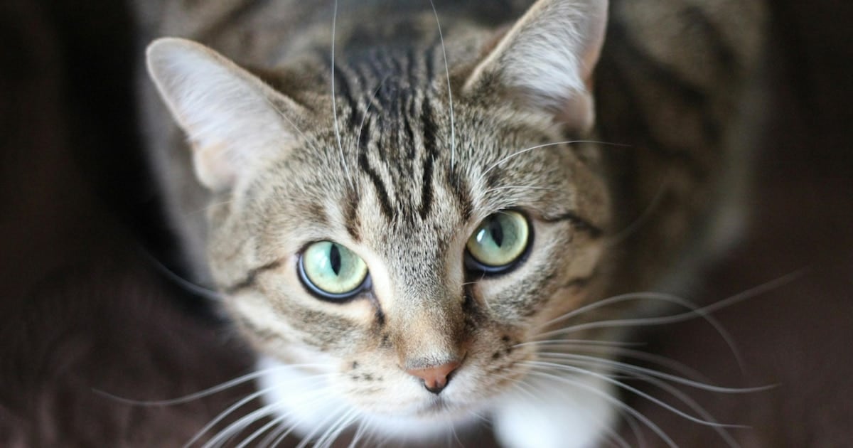 Gatos, un laboratorio silencioso: un parásito intestinal que también puede cruzar la frontera hacia los humanos