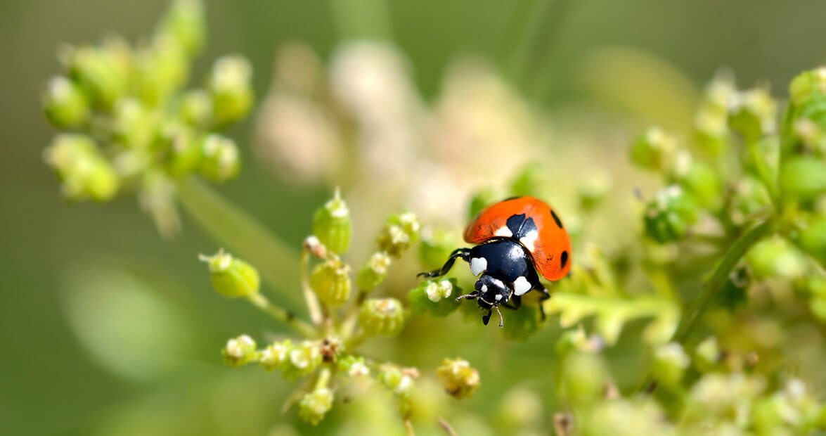 Huerta sin químicos: las recetas caseras que el INTA respalda para cuidar el jardín estación por estación