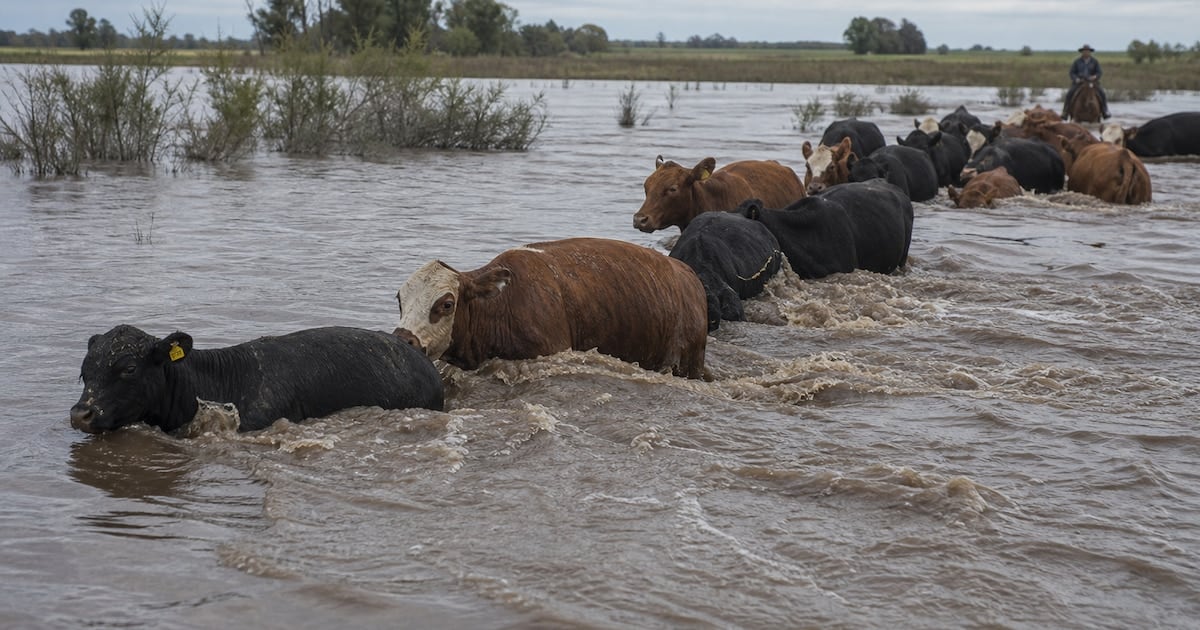 La bajante de hacienda en Corrientes empuja los valores de la carne y suma presión externa