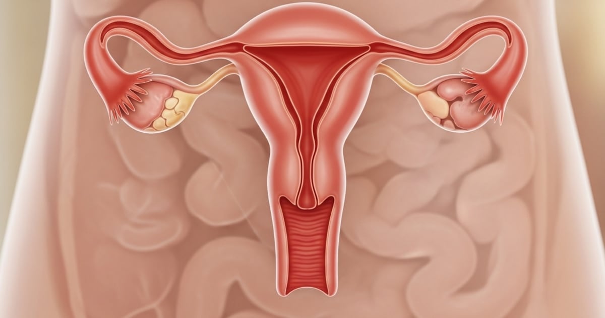 El ovario no se apaga: décadas después de la menopausia, sigue trabajando en silencio