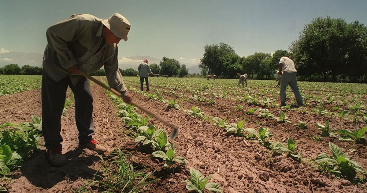 El campo sostiene un año más el piso de asignaciones para sus trabajadores temporarios
