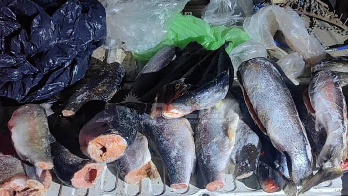 Llega noviembre y la Patagonia neuquina se prepara para abrir la temporada de pesca con cupos bajo la lupa